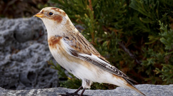 Rare bird alert- Snow Buntings have returned to North Carolina